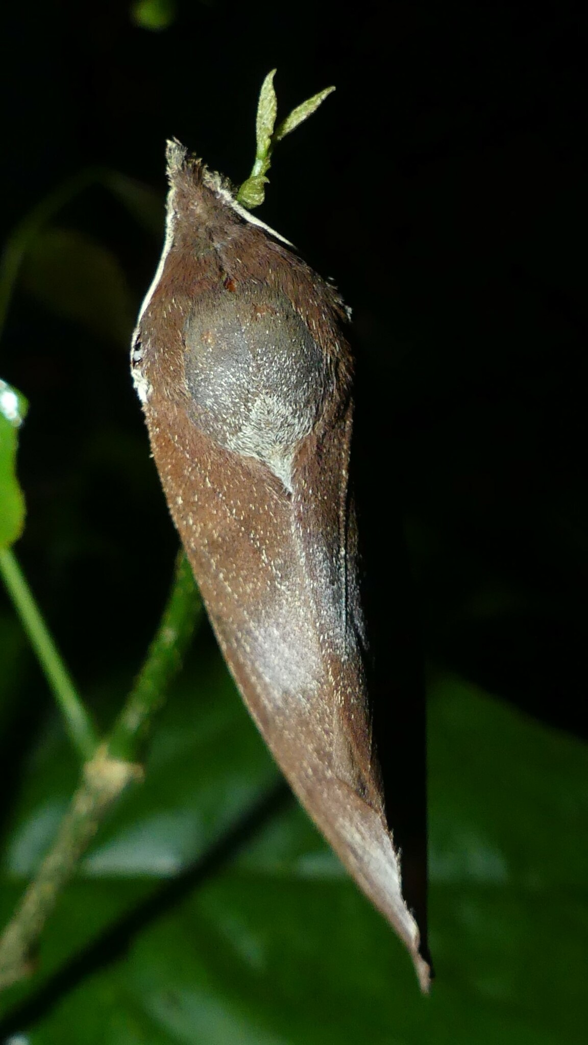 Suana concolor