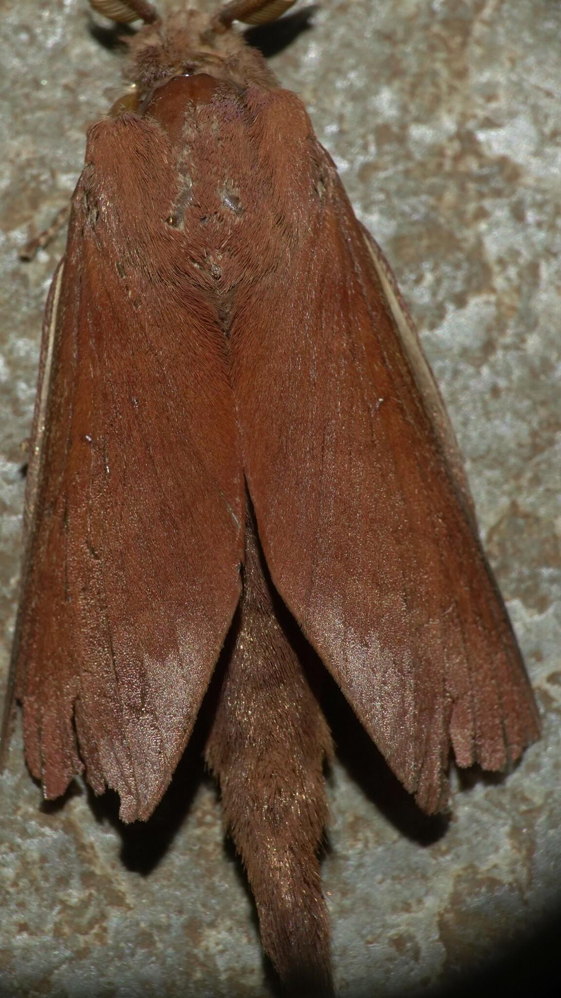 Suana concolor