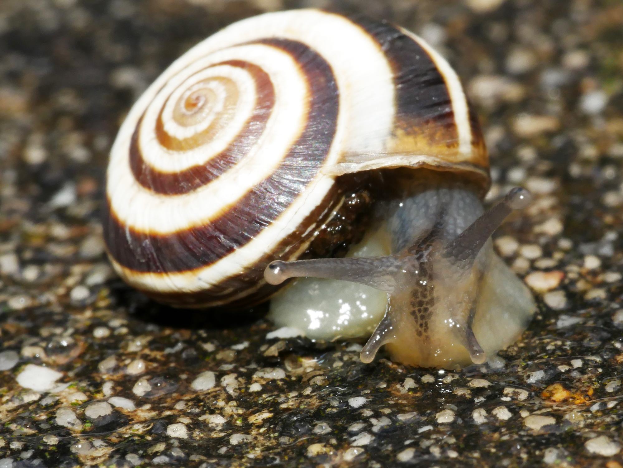 Cernuella