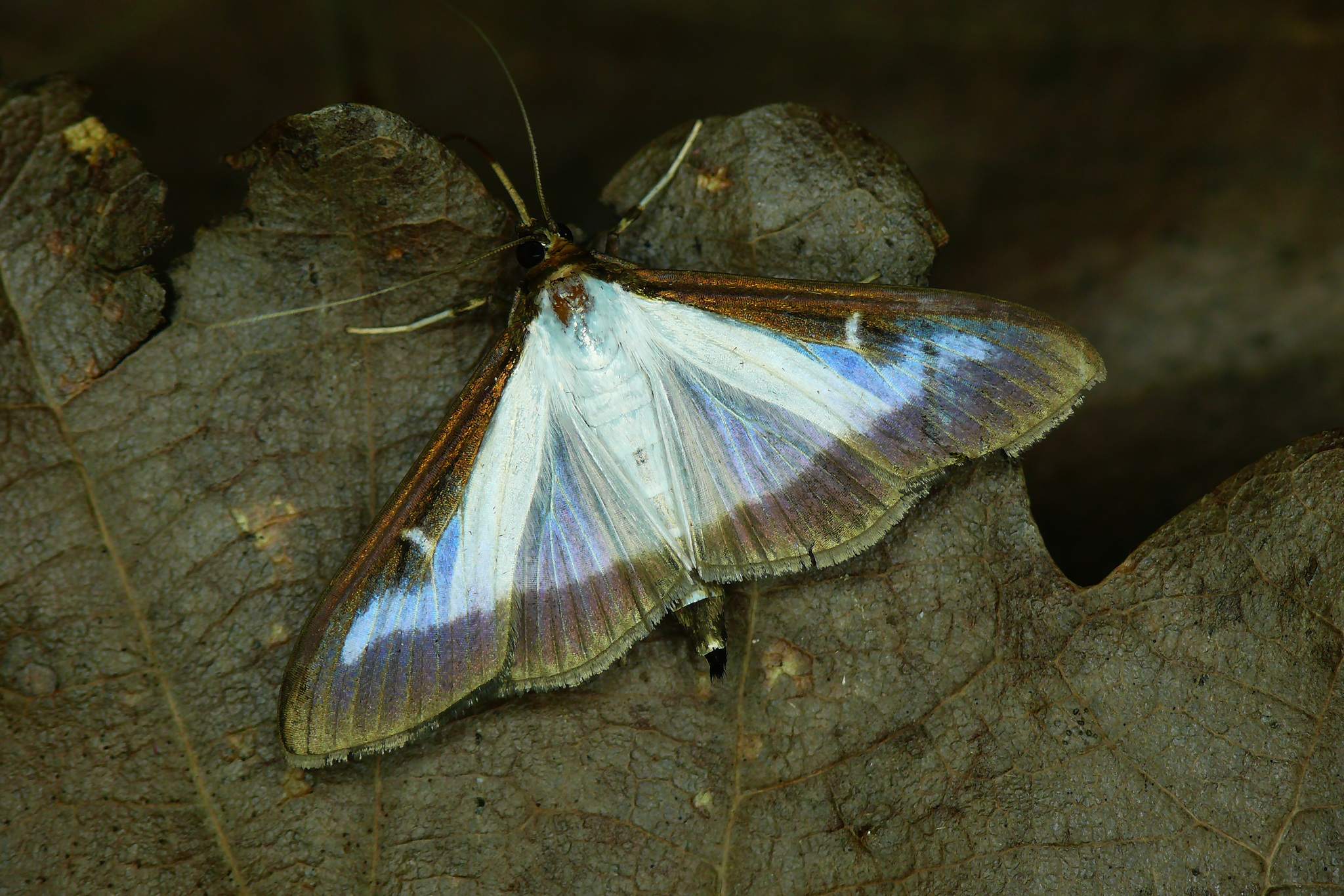 Glyphodes perspectalis