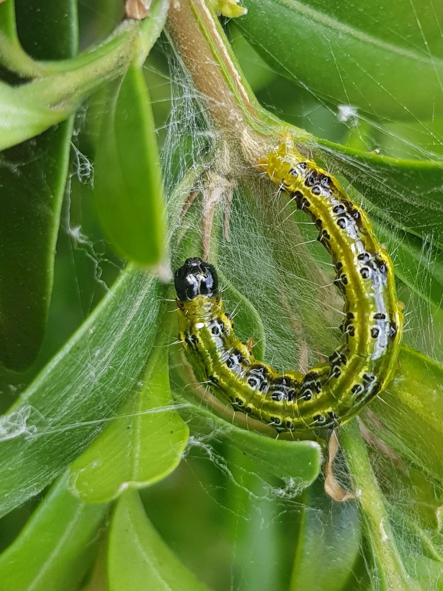 Glyphodes perspectalis