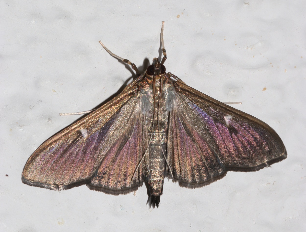 Glyphodes perspectalis