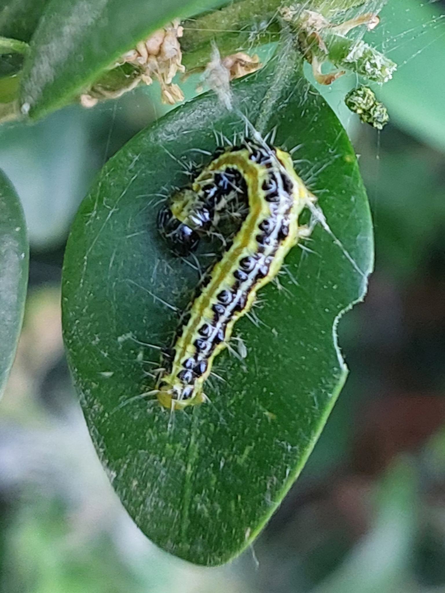 Glyphodes perspectalis