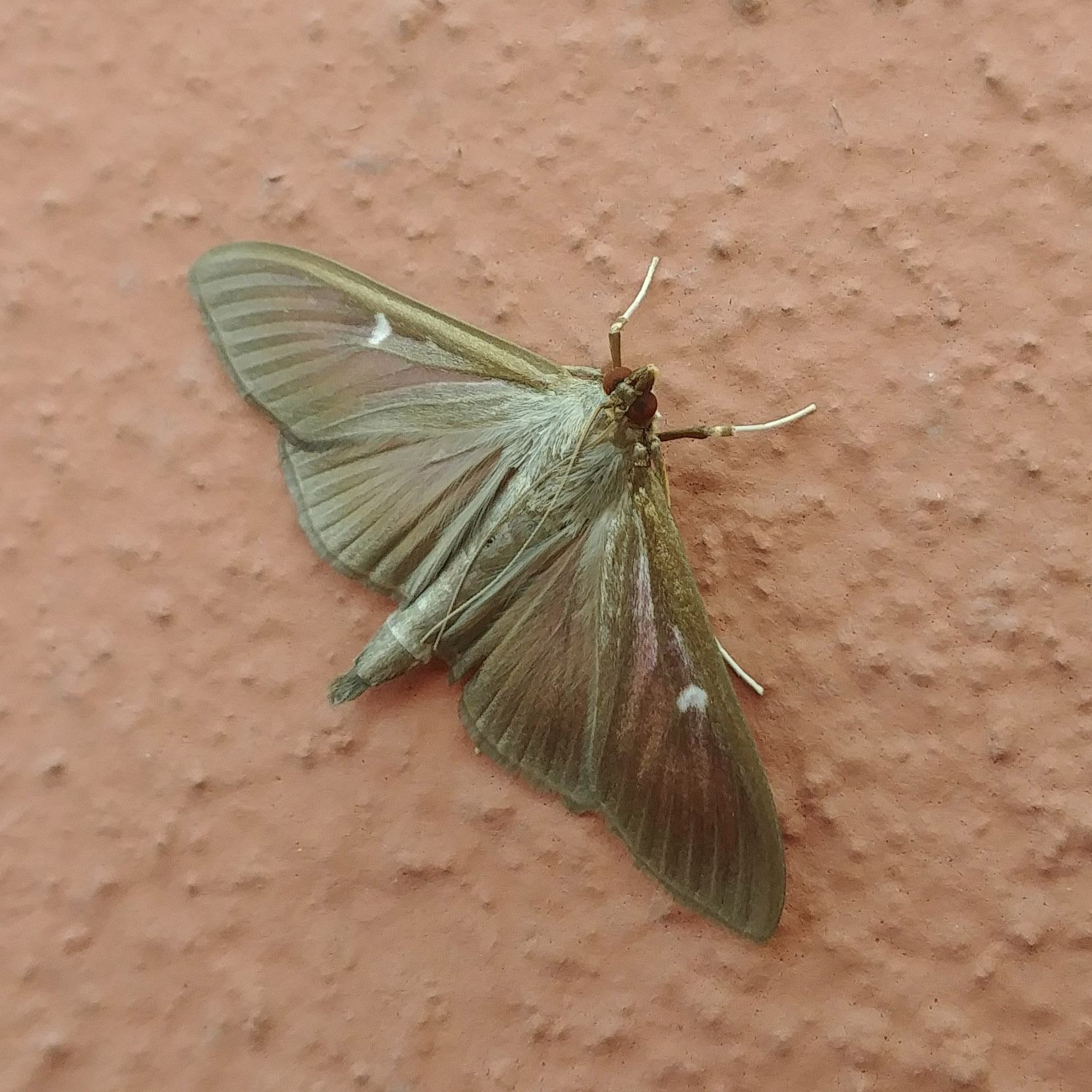 Glyphodes perspectalis