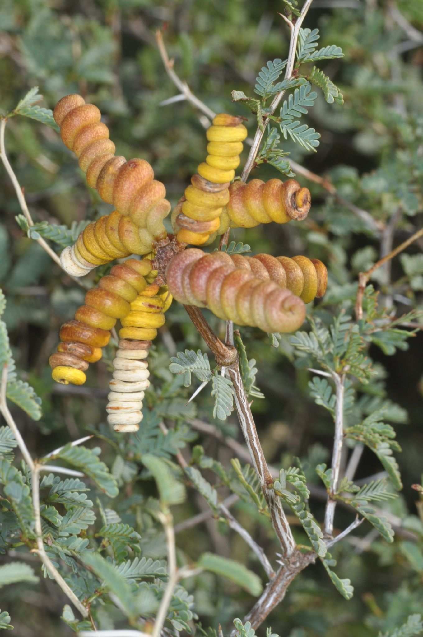 Strombocarpa reptans