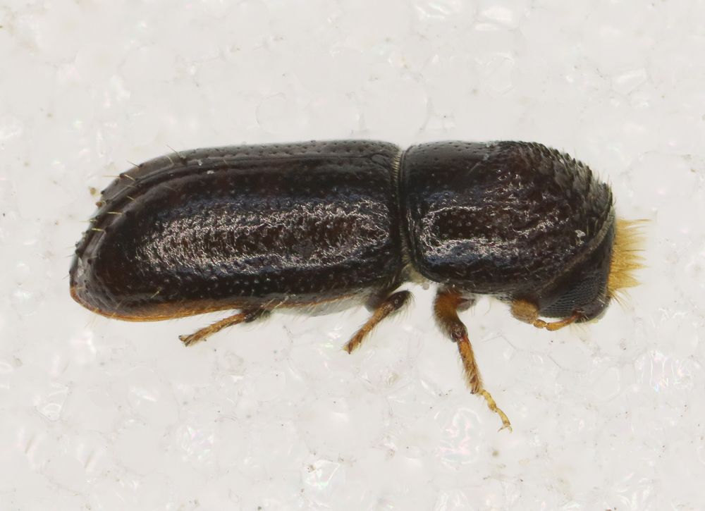 Pityophthorus pityographus