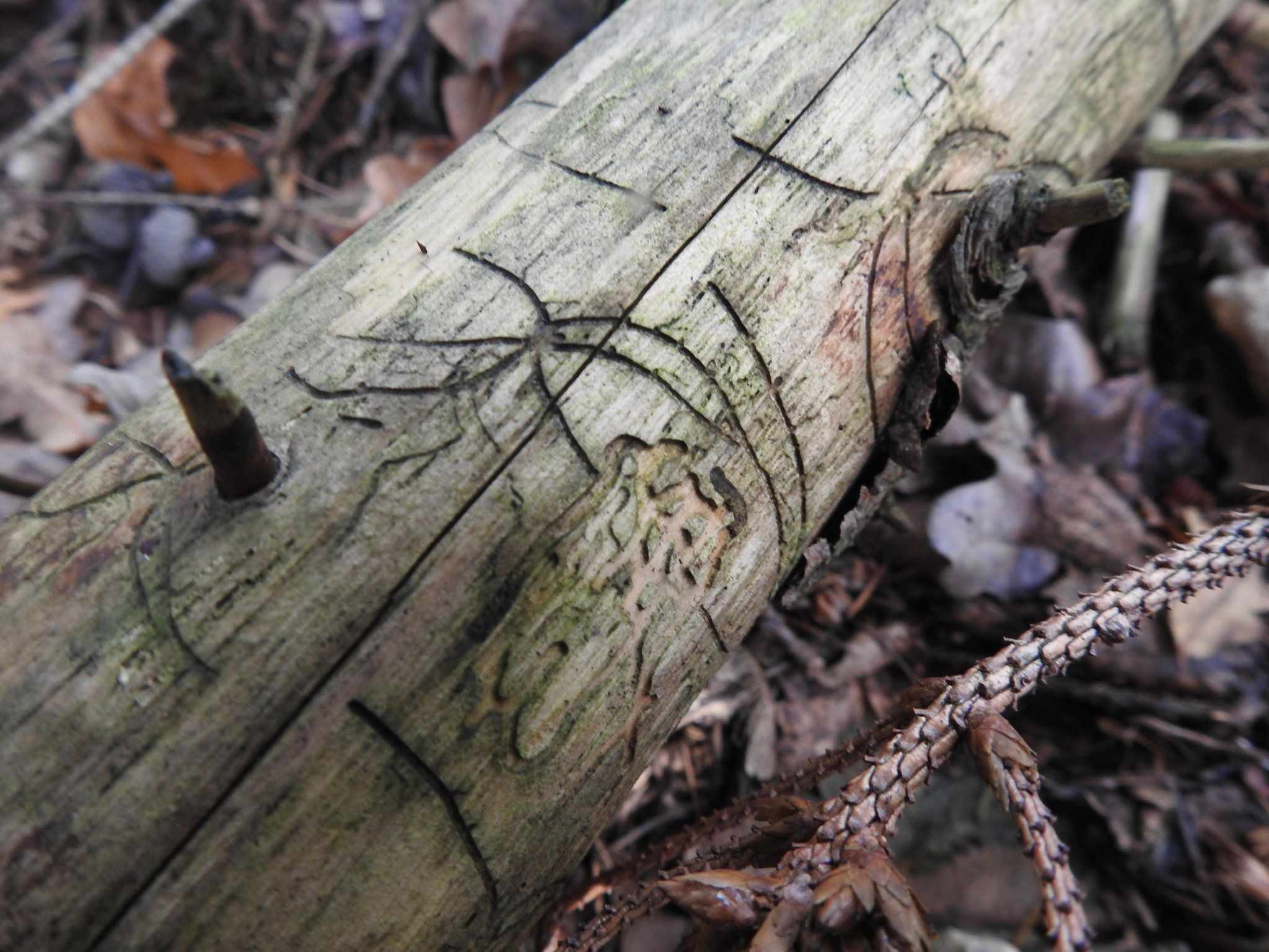 Pityophthorus pityographus