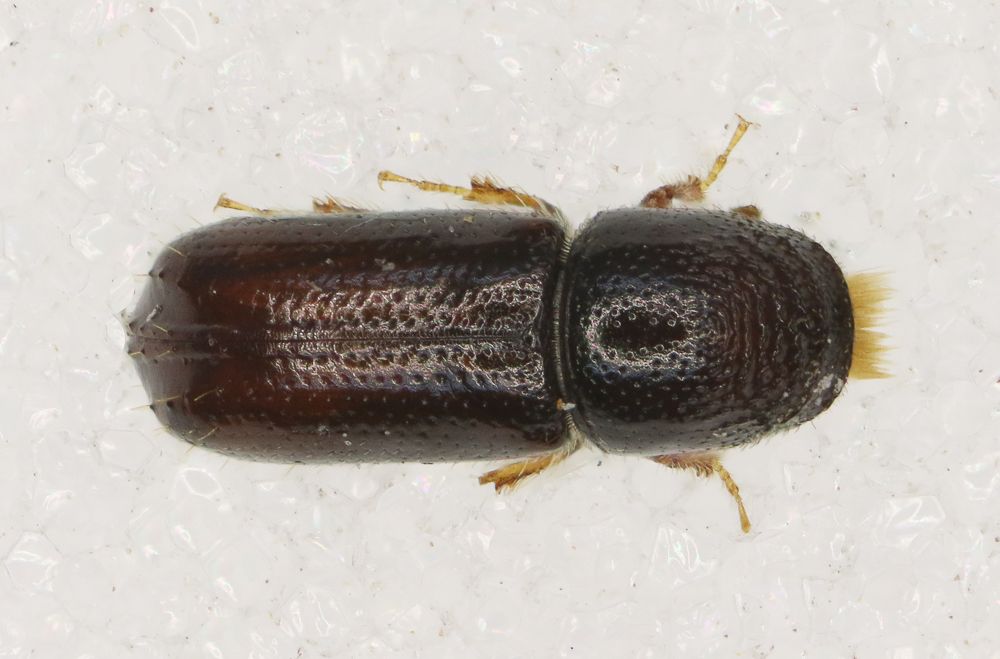 Pityophthorus pityographus