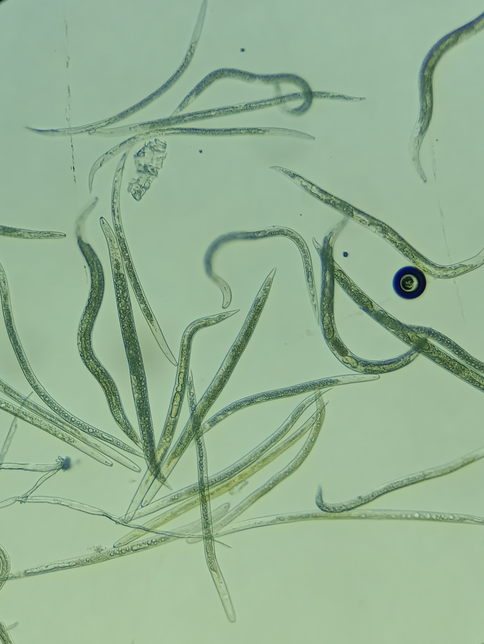 Radopholus similis