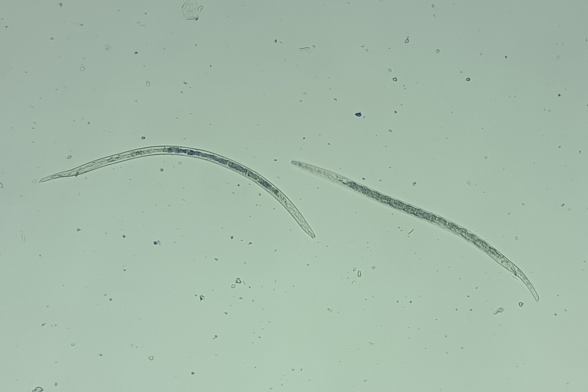 Radopholus similis