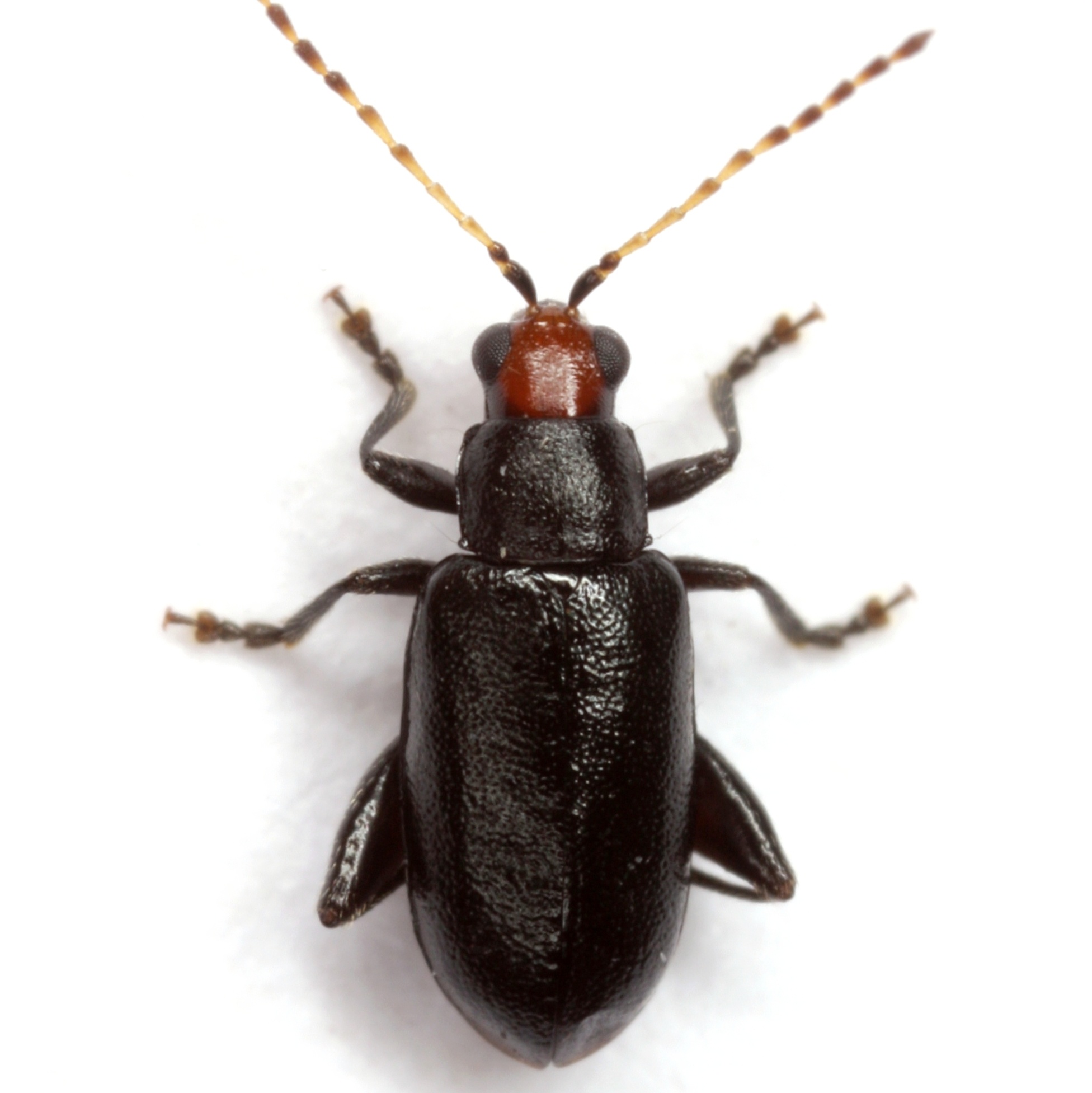 Systena