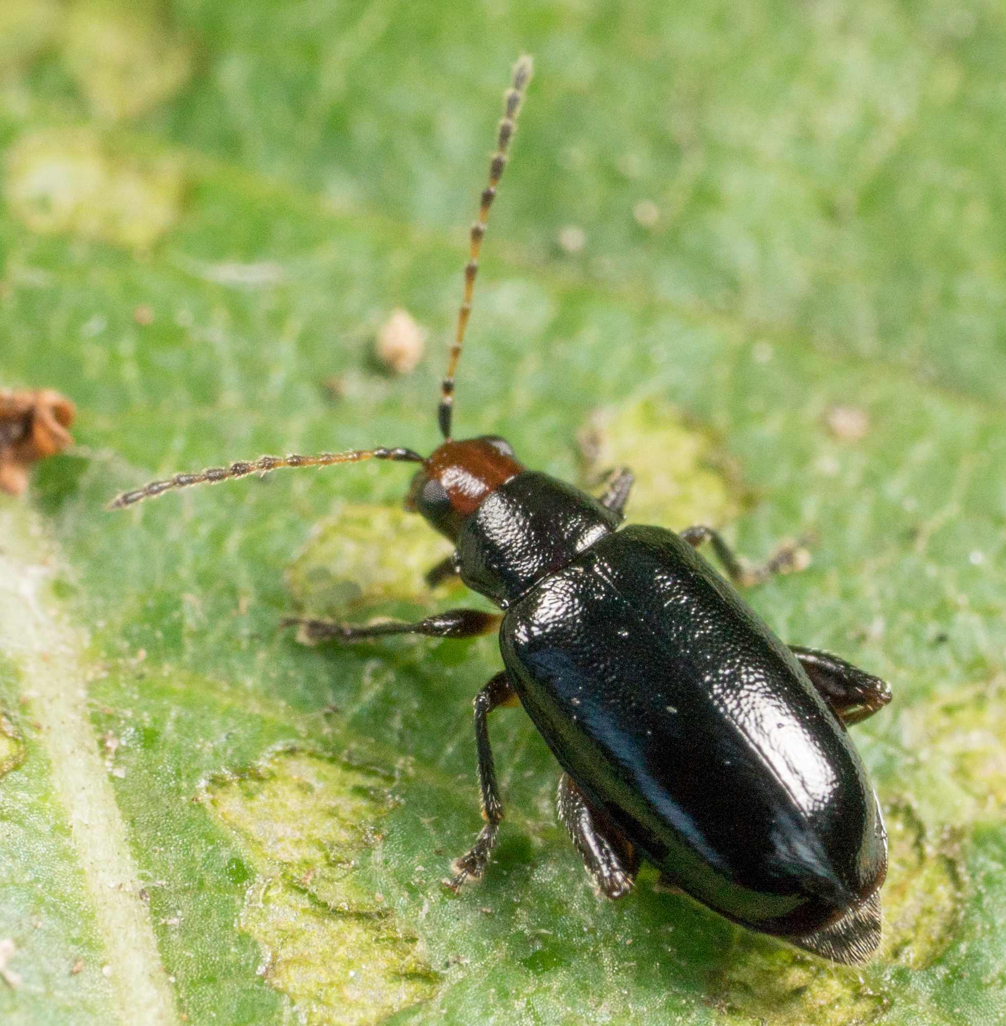 Systena