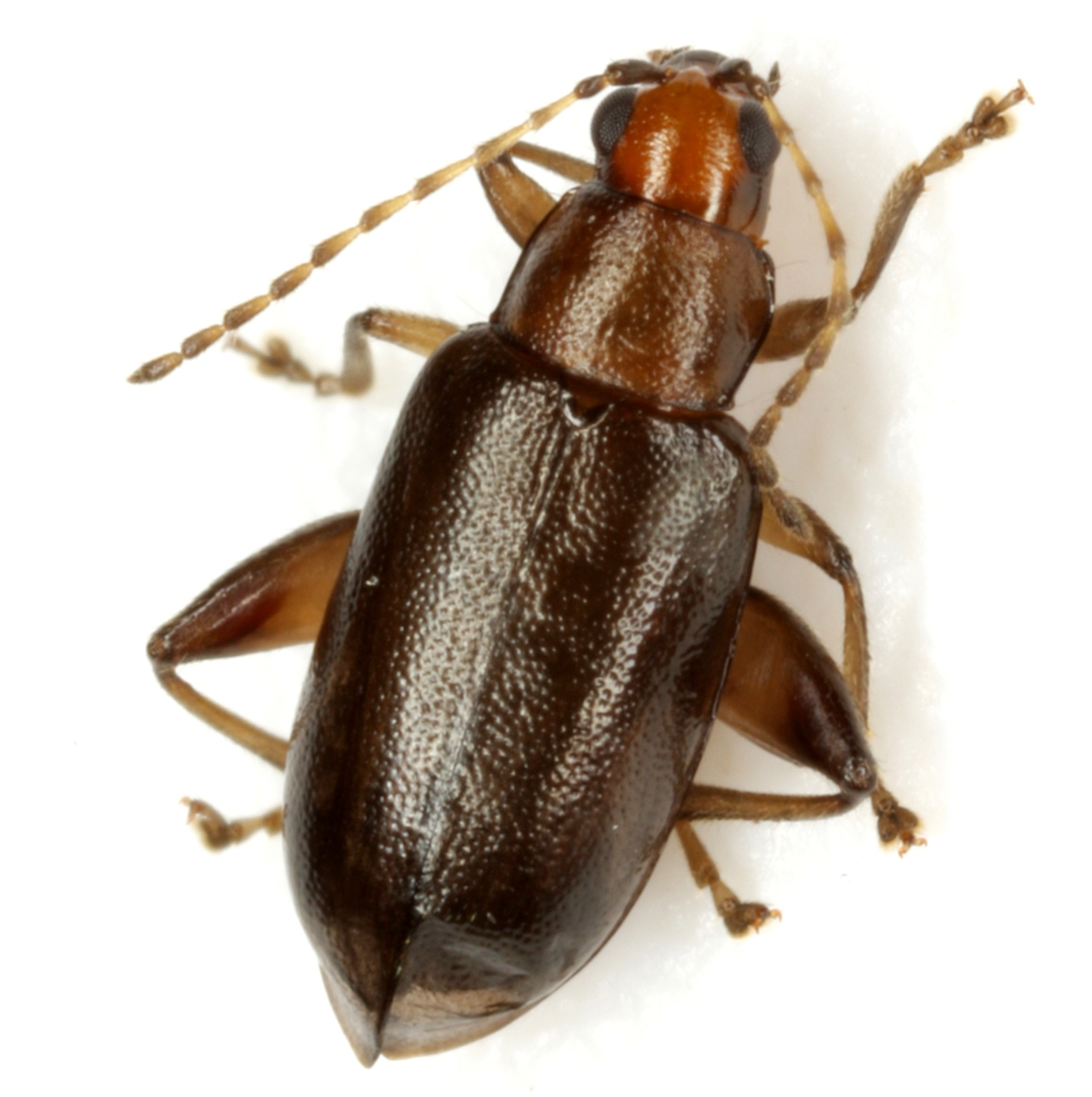 Systena