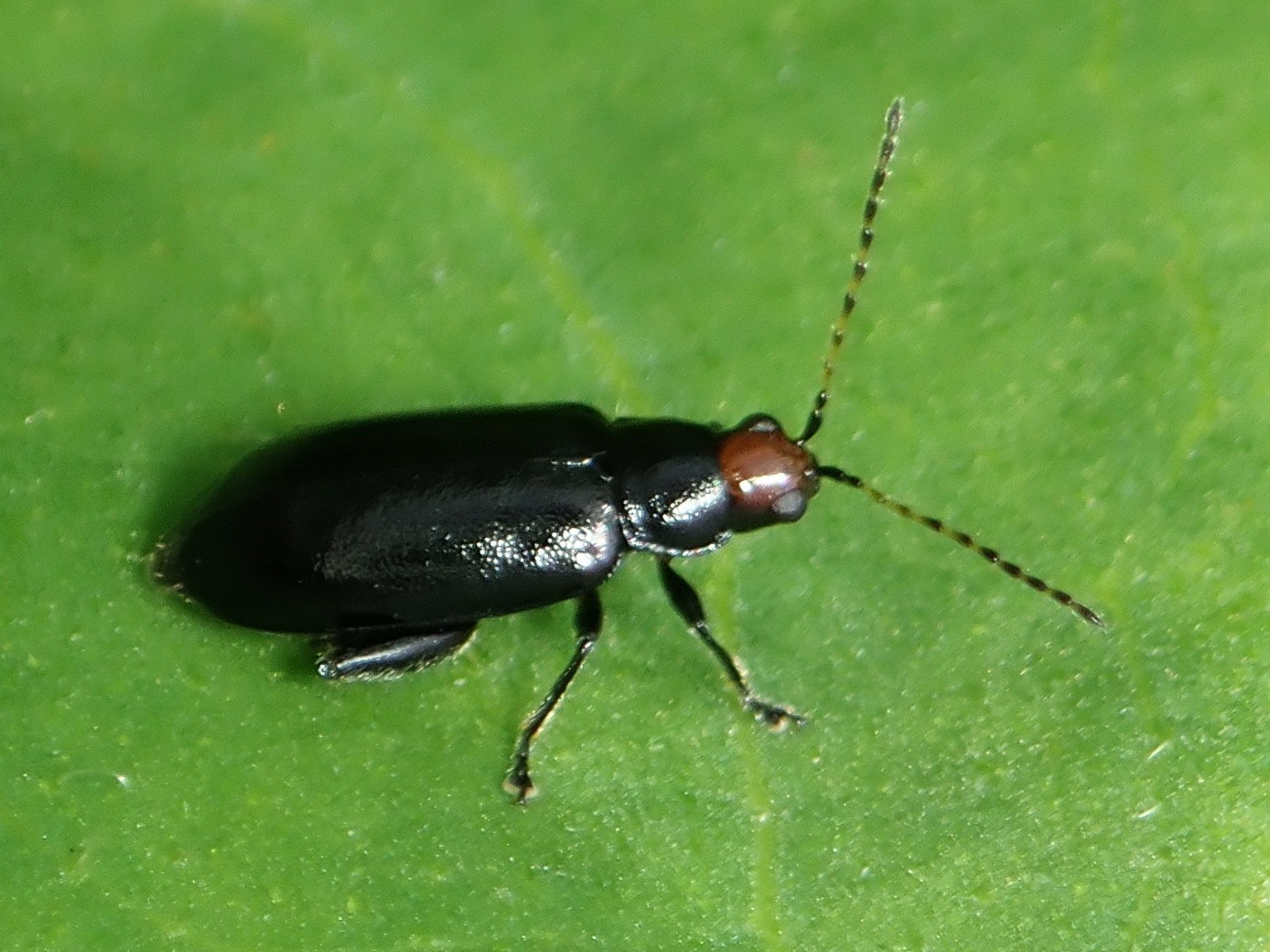 Systena