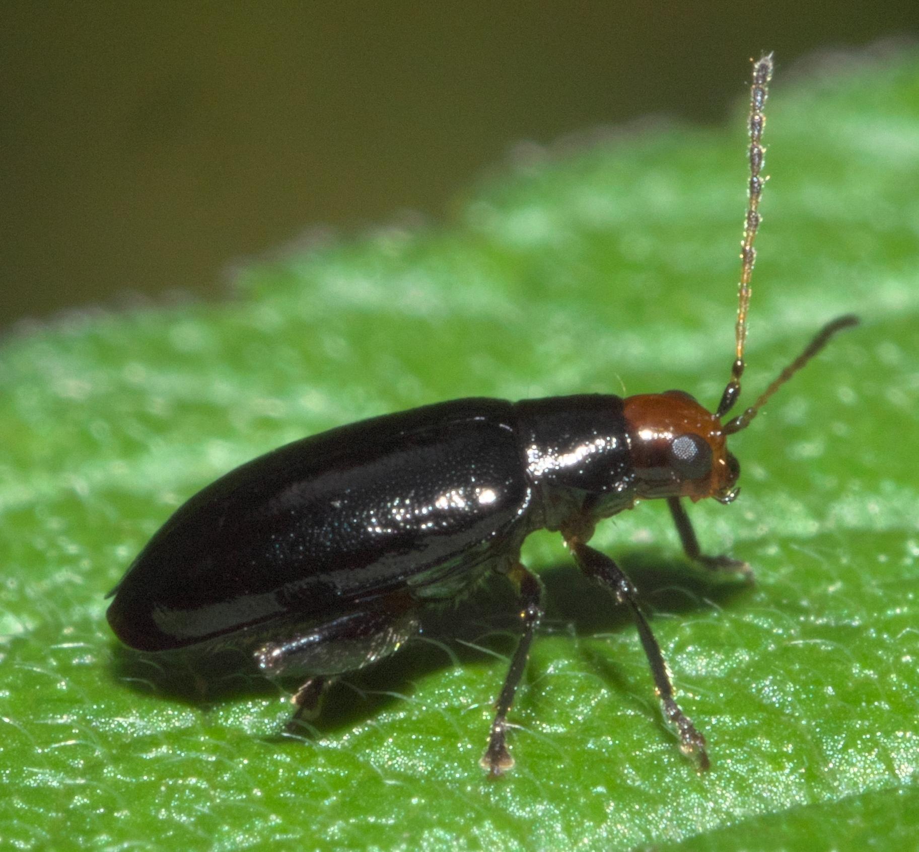 Systena