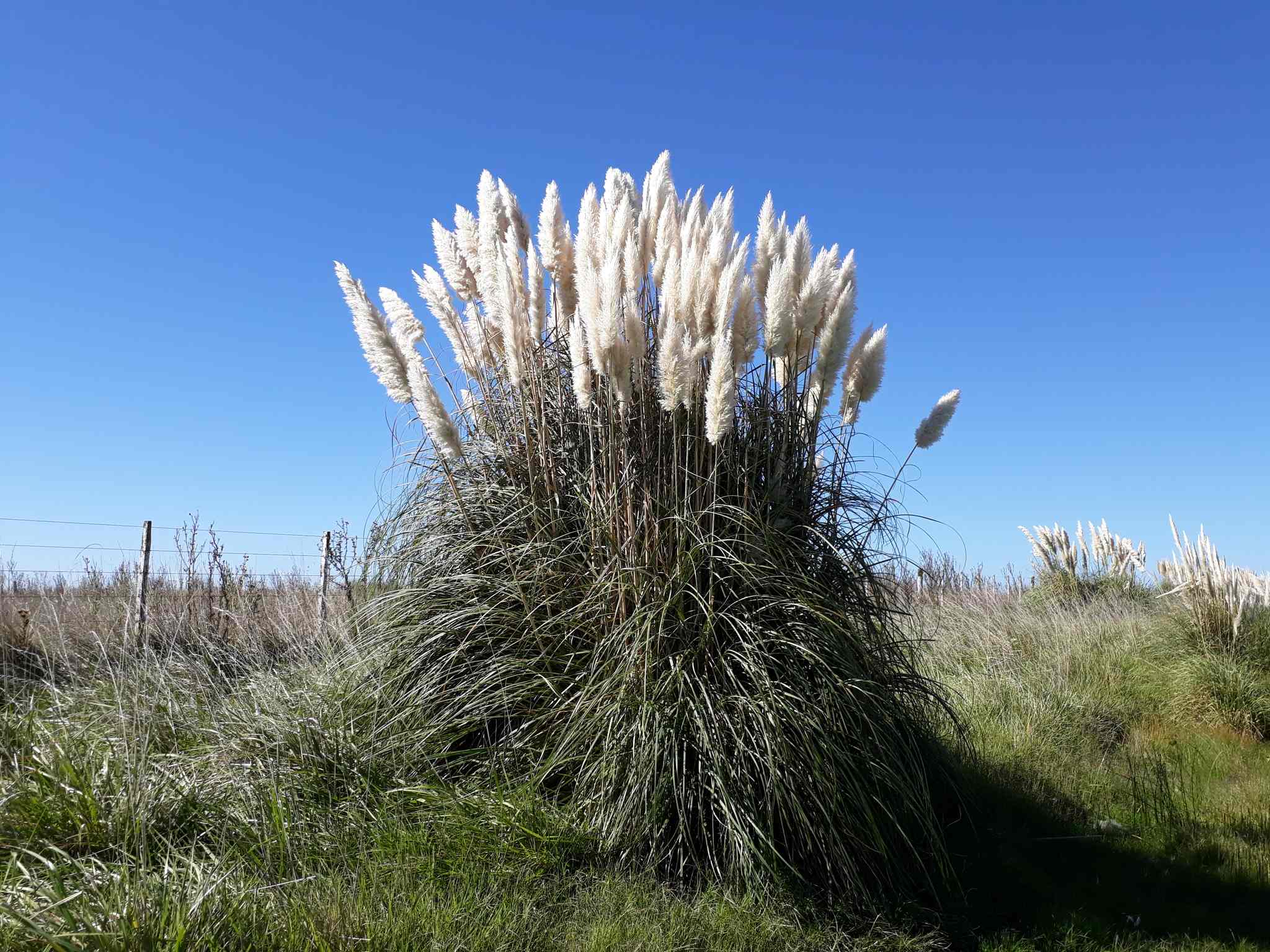Cortaderia selloana