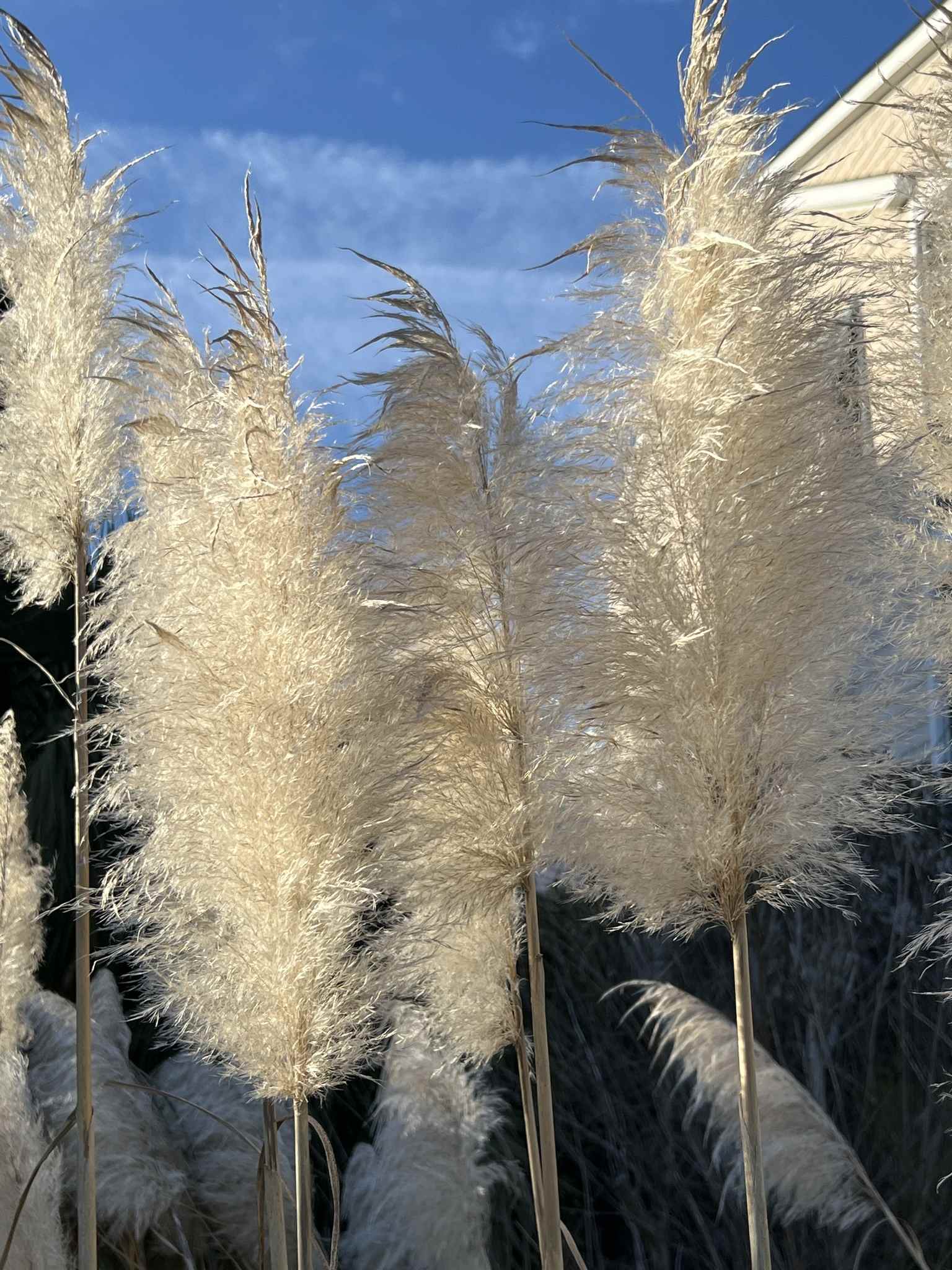 Cortaderia selloana