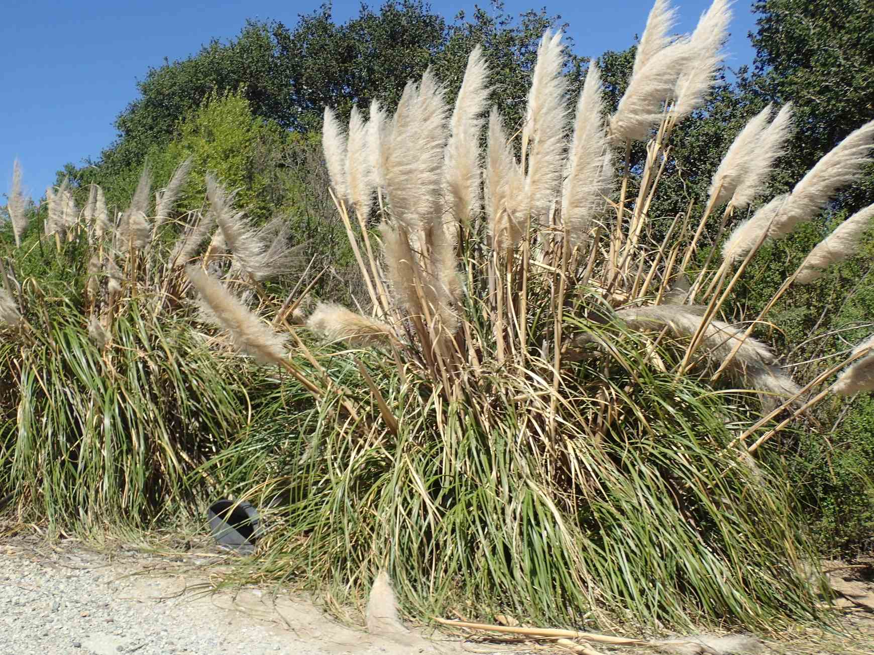 Cortaderia selloana