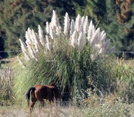 Cortaderia selloana