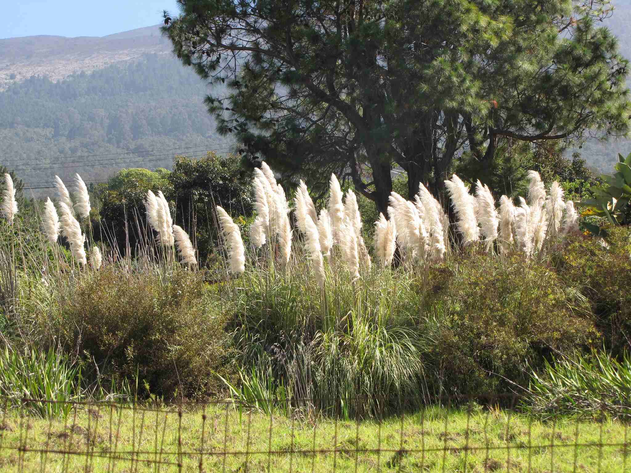 Cortaderia selloana