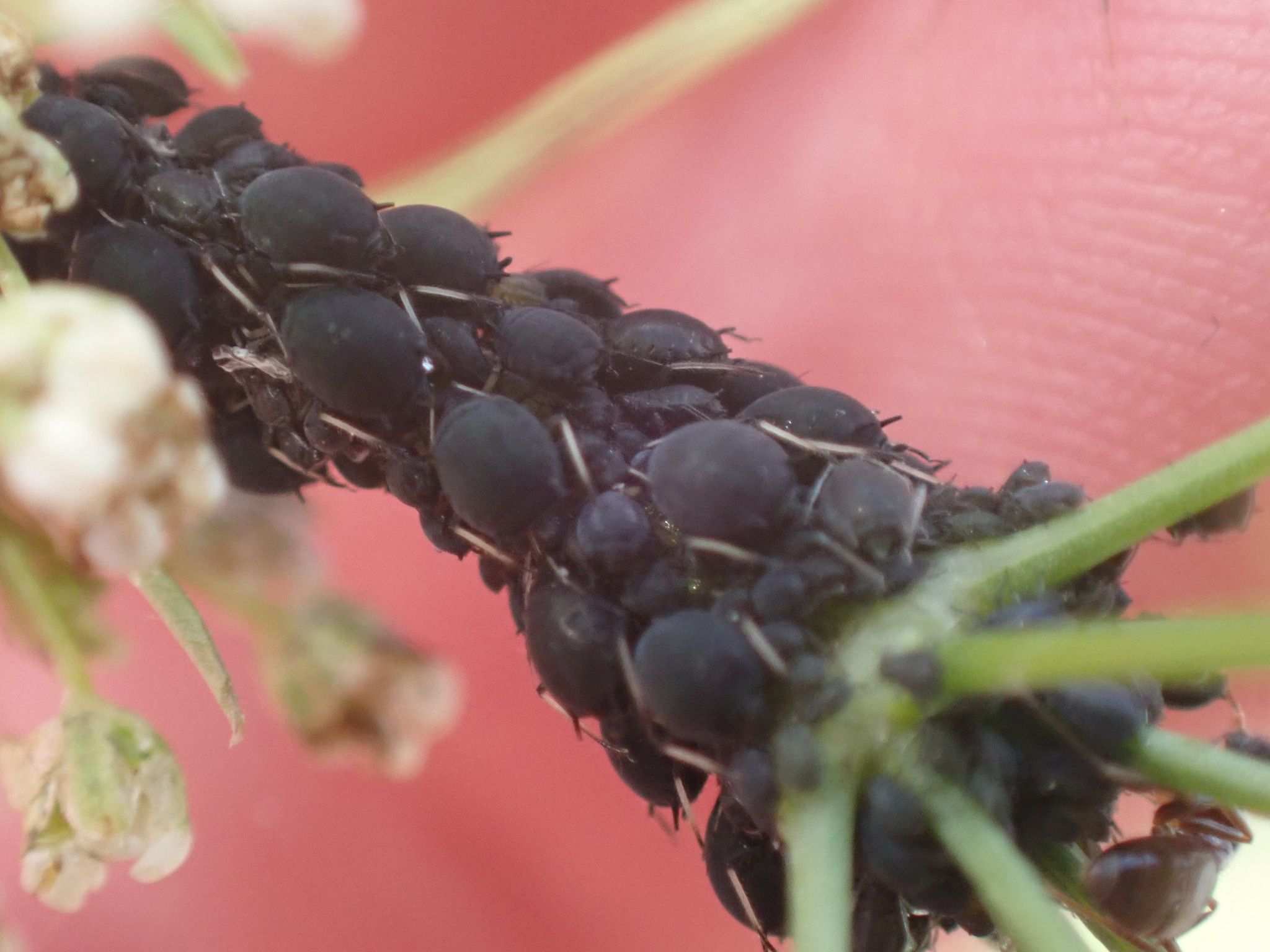 Dysaphis apiifolia