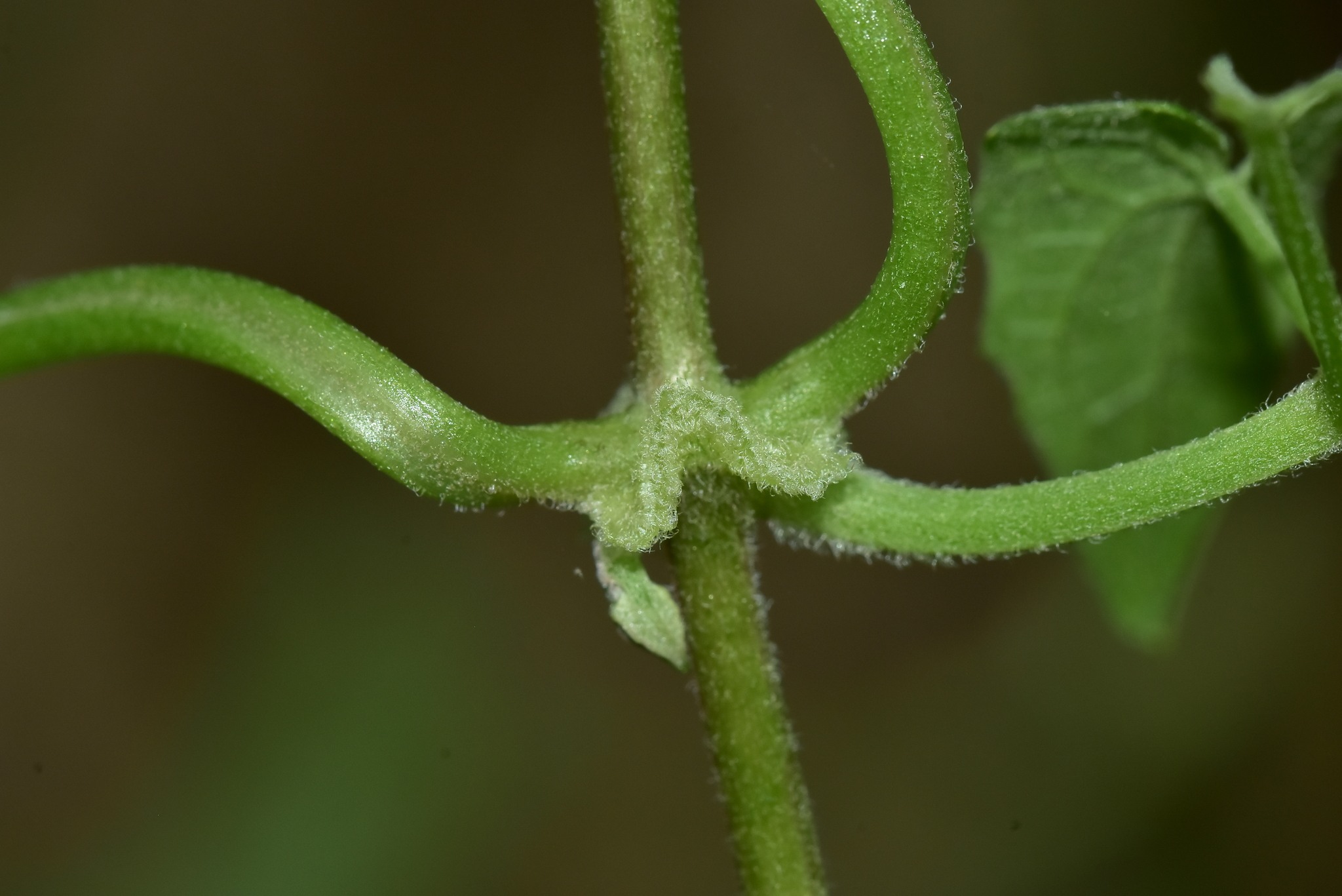 Mikania cordata
