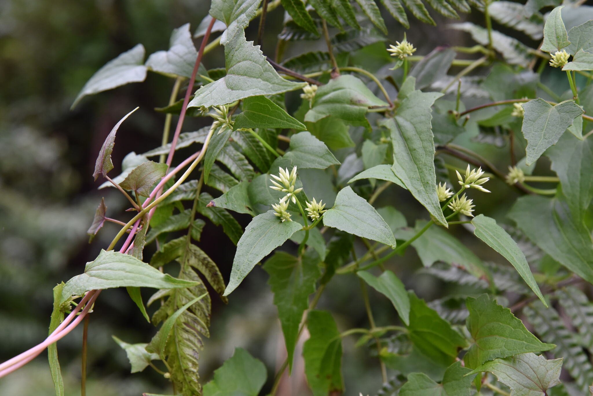 Mikania cordata