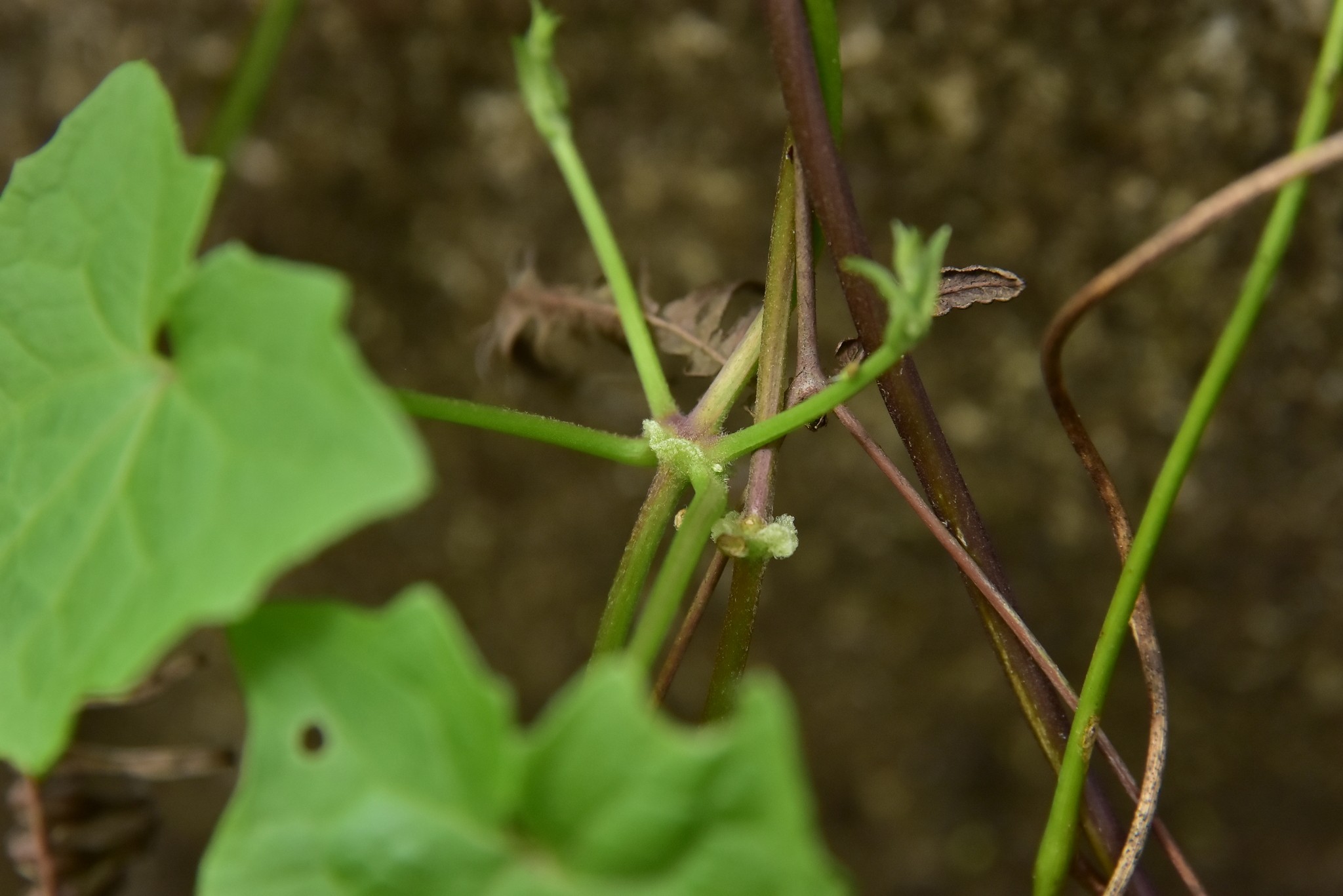 Mikania cordata