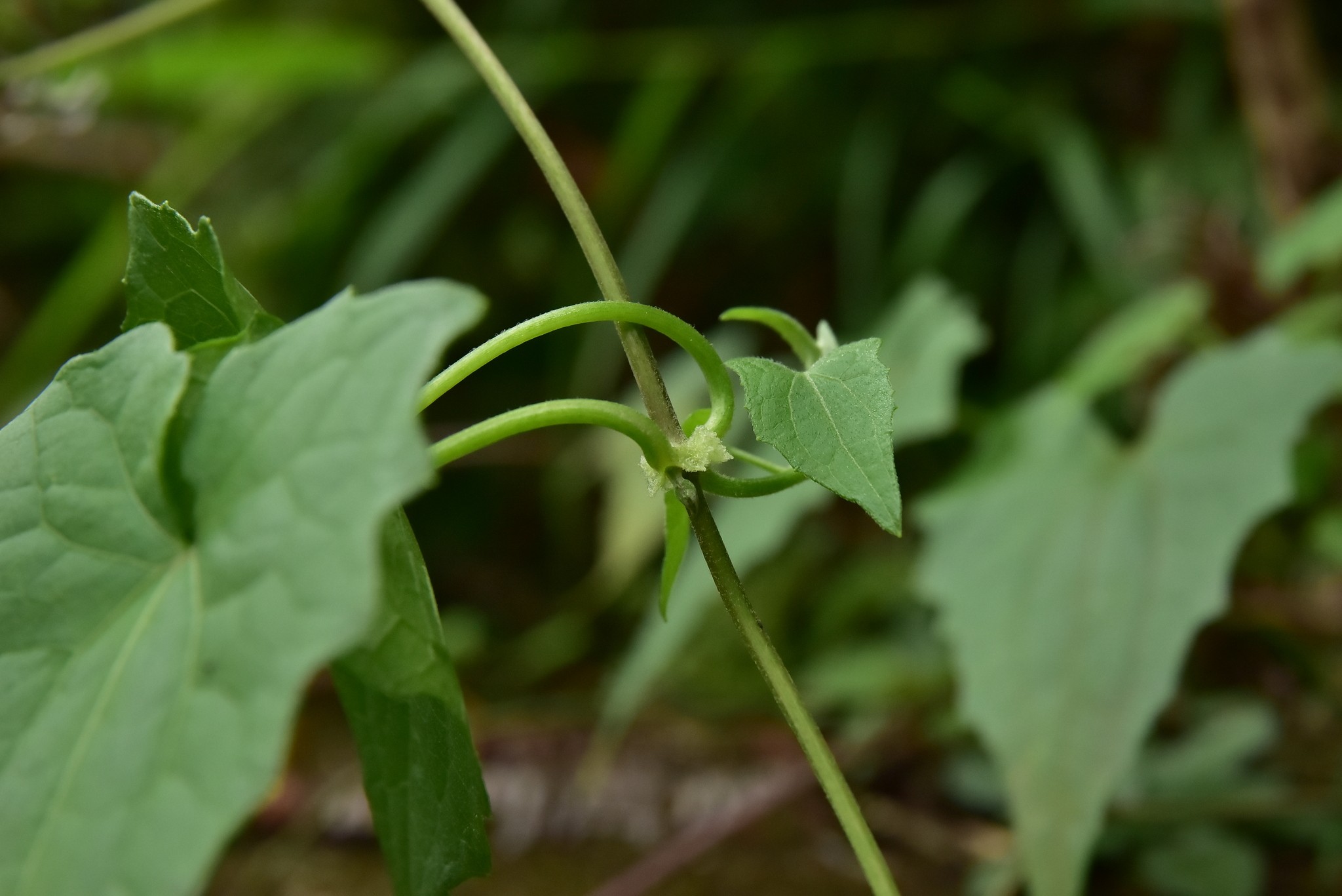 Mikania cordata