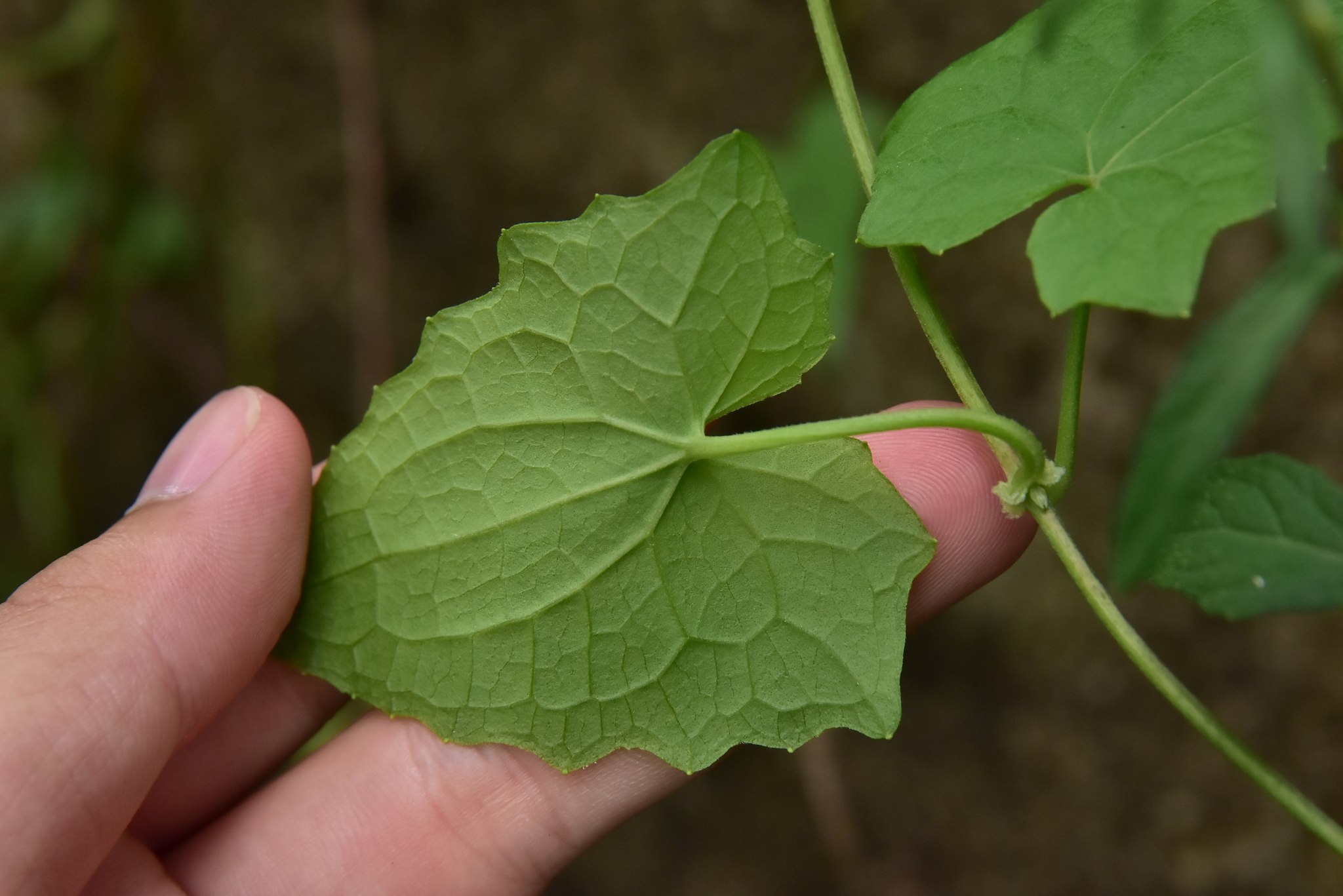 Mikania cordata