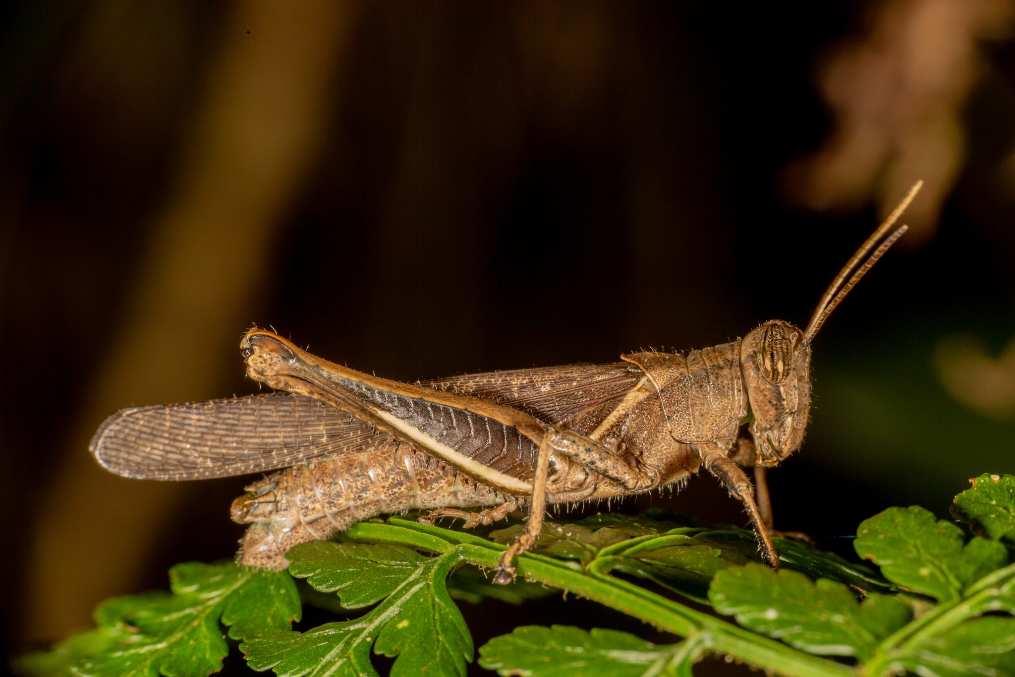 Abracris flavolineata