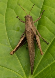 Abracris flavolineata