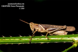 Abracris flavolineata