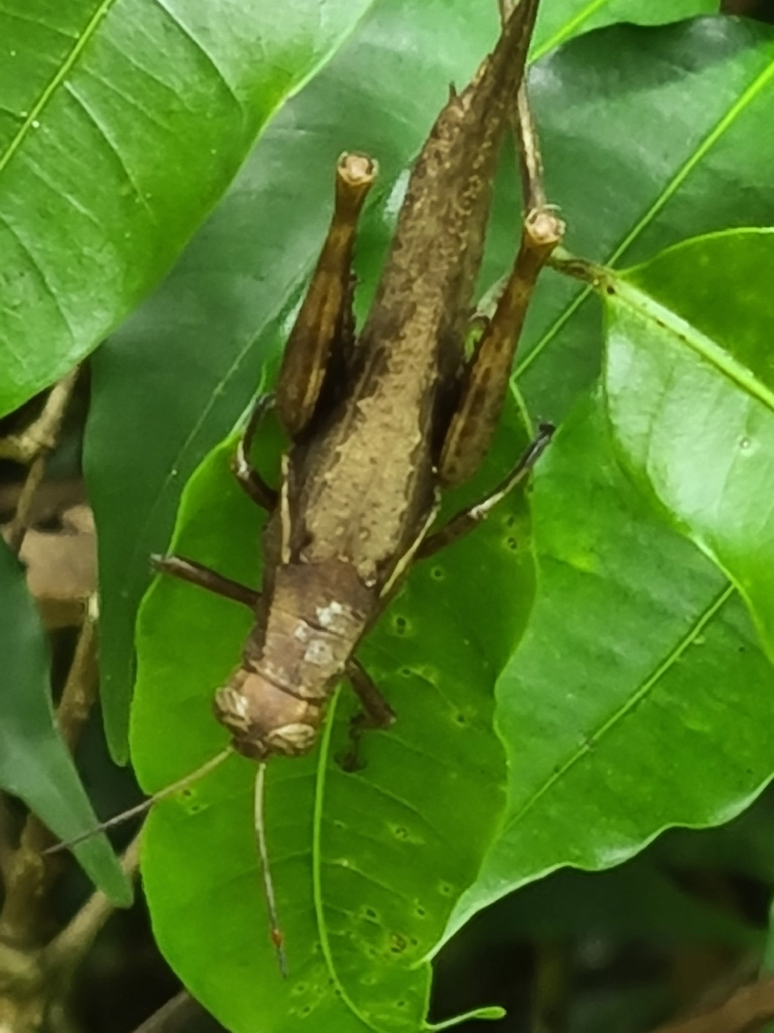 Abracris flavolineata