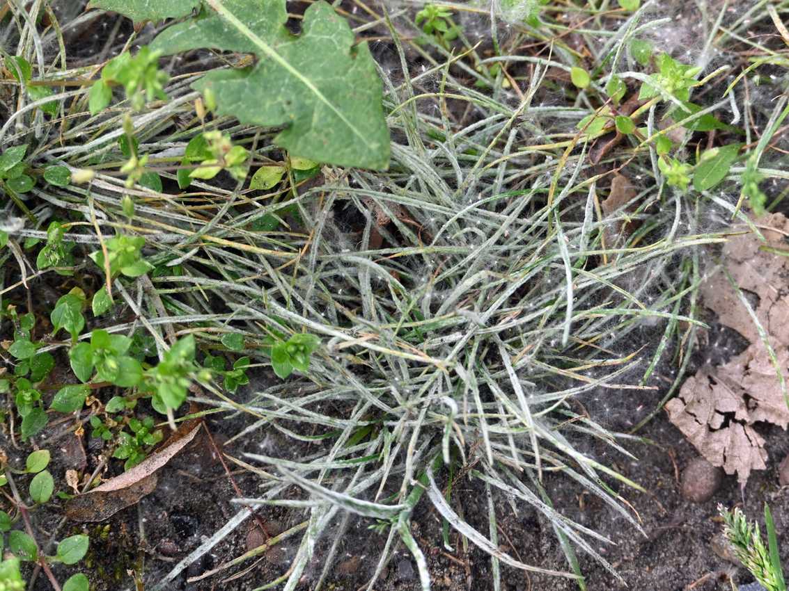 Pythium aphanidermatum