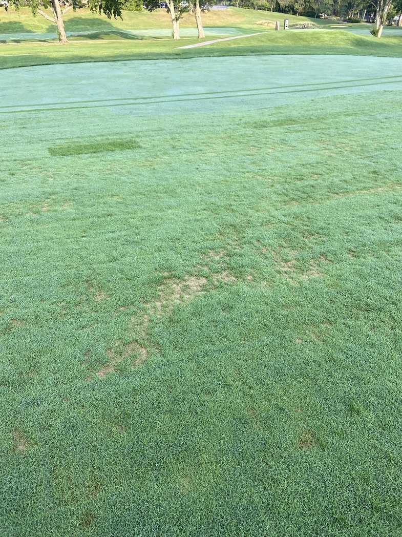 Pythium aphanidermatum