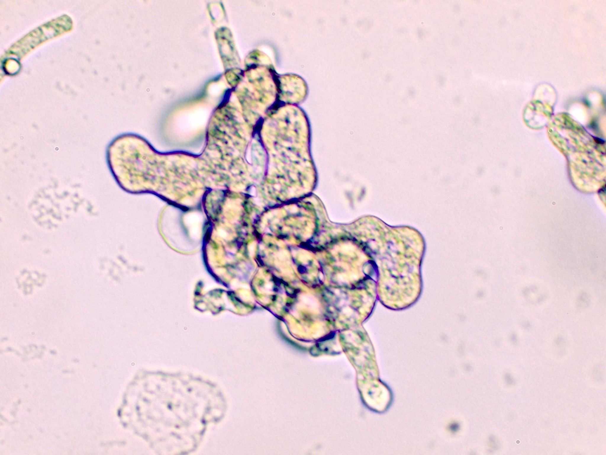 Pythium aphanidermatum