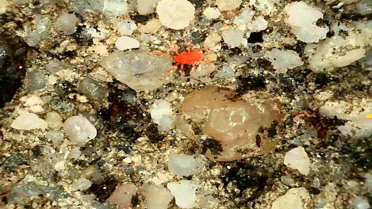 Tetranychus kanzawai