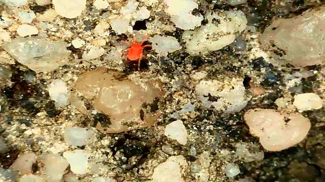 Tetranychus kanzawai