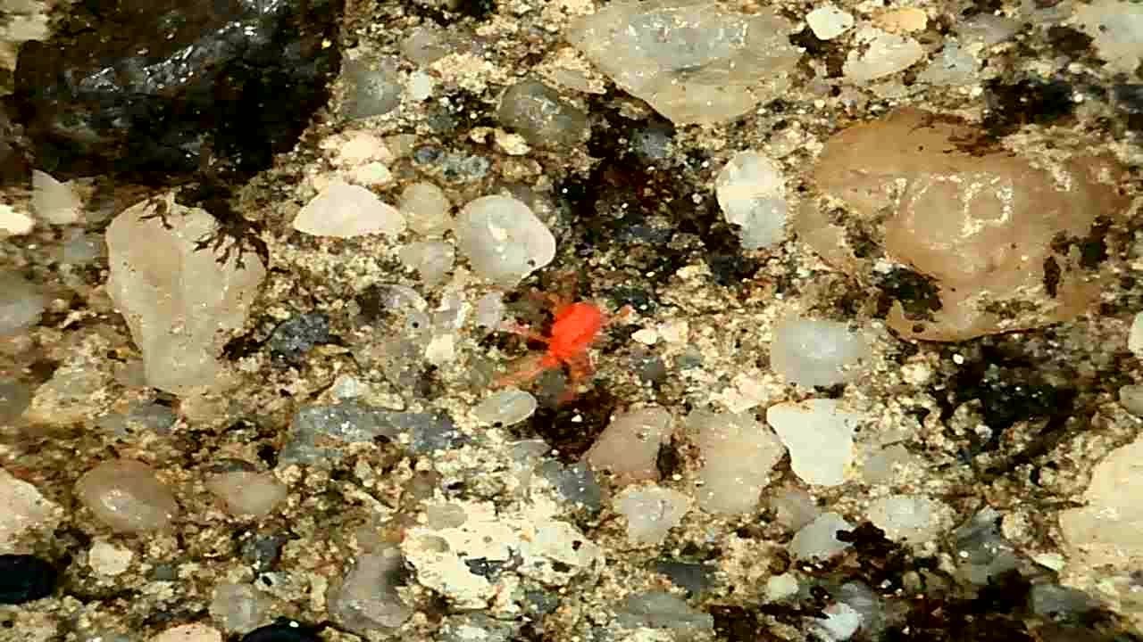 Tetranychus kanzawai