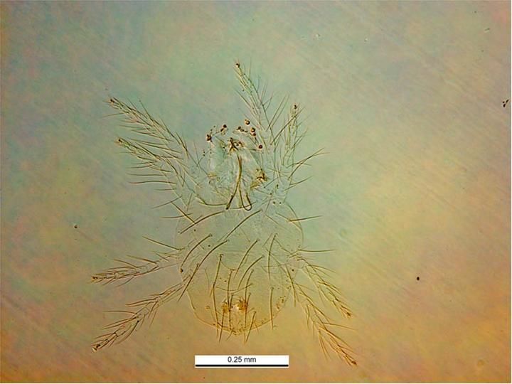 Tetranychus kanzawai