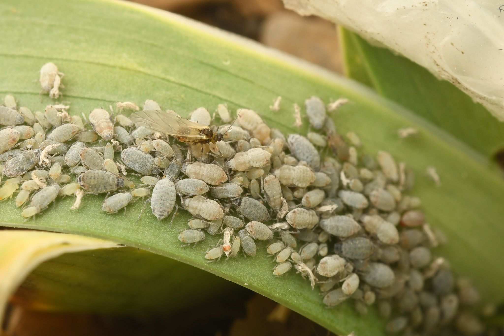 Dysaphis tulipae