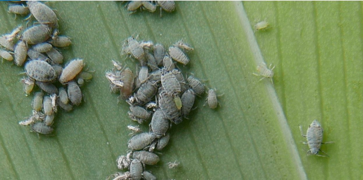 Dysaphis tulipae