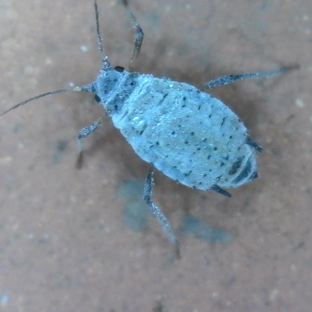 Dysaphis tulipae