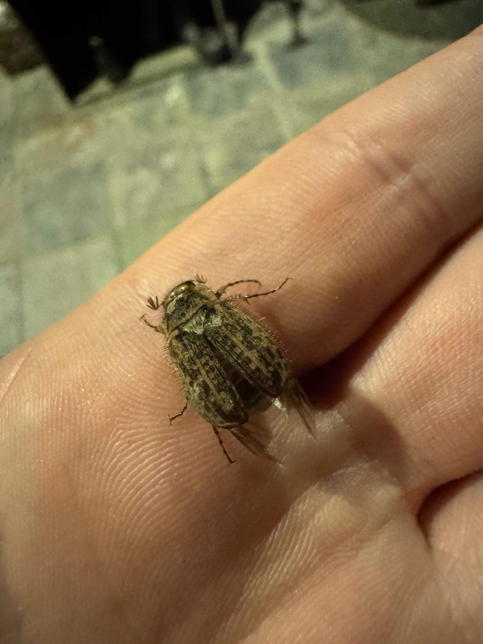 Odontria striata