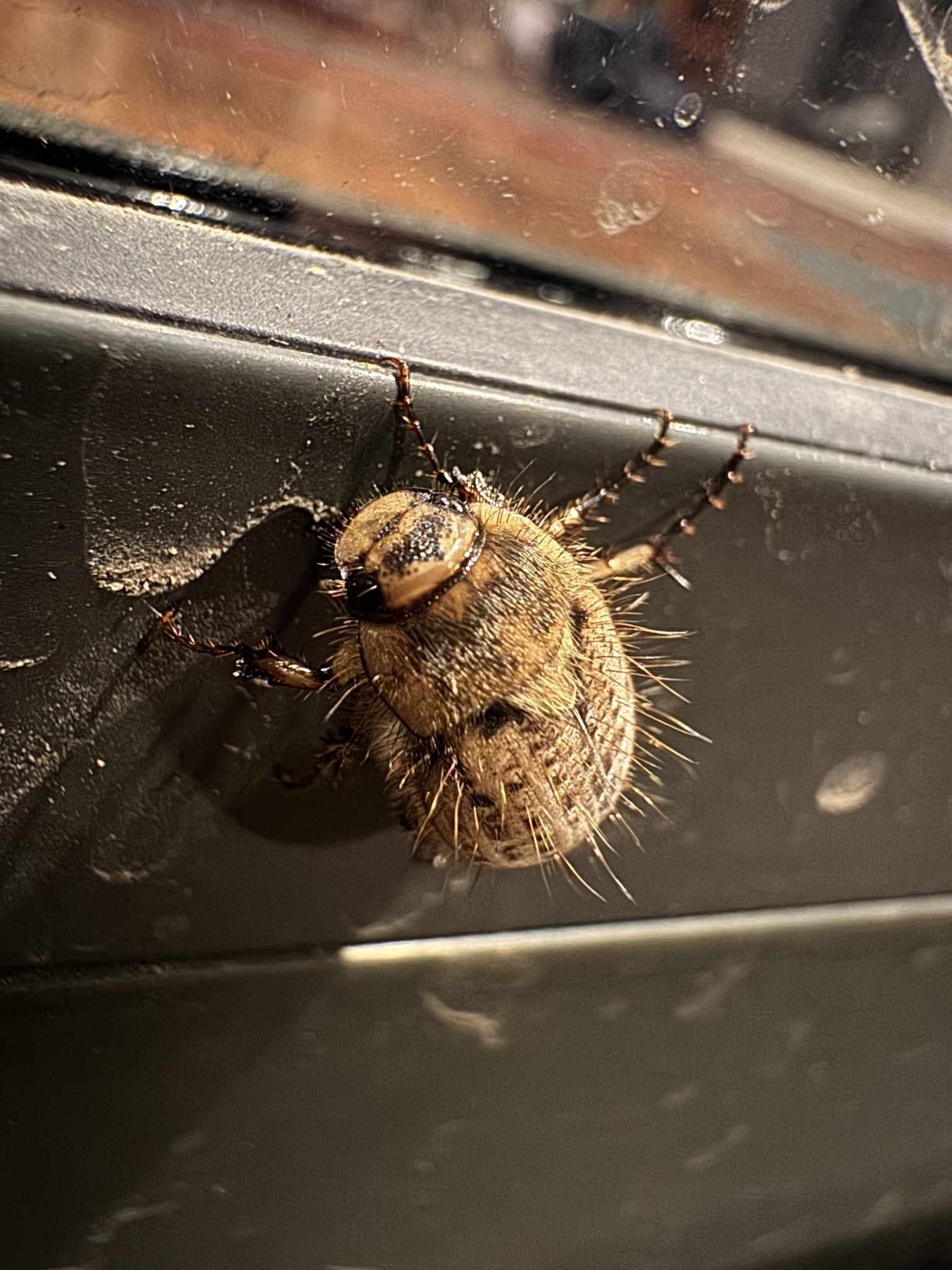 Odontria striata