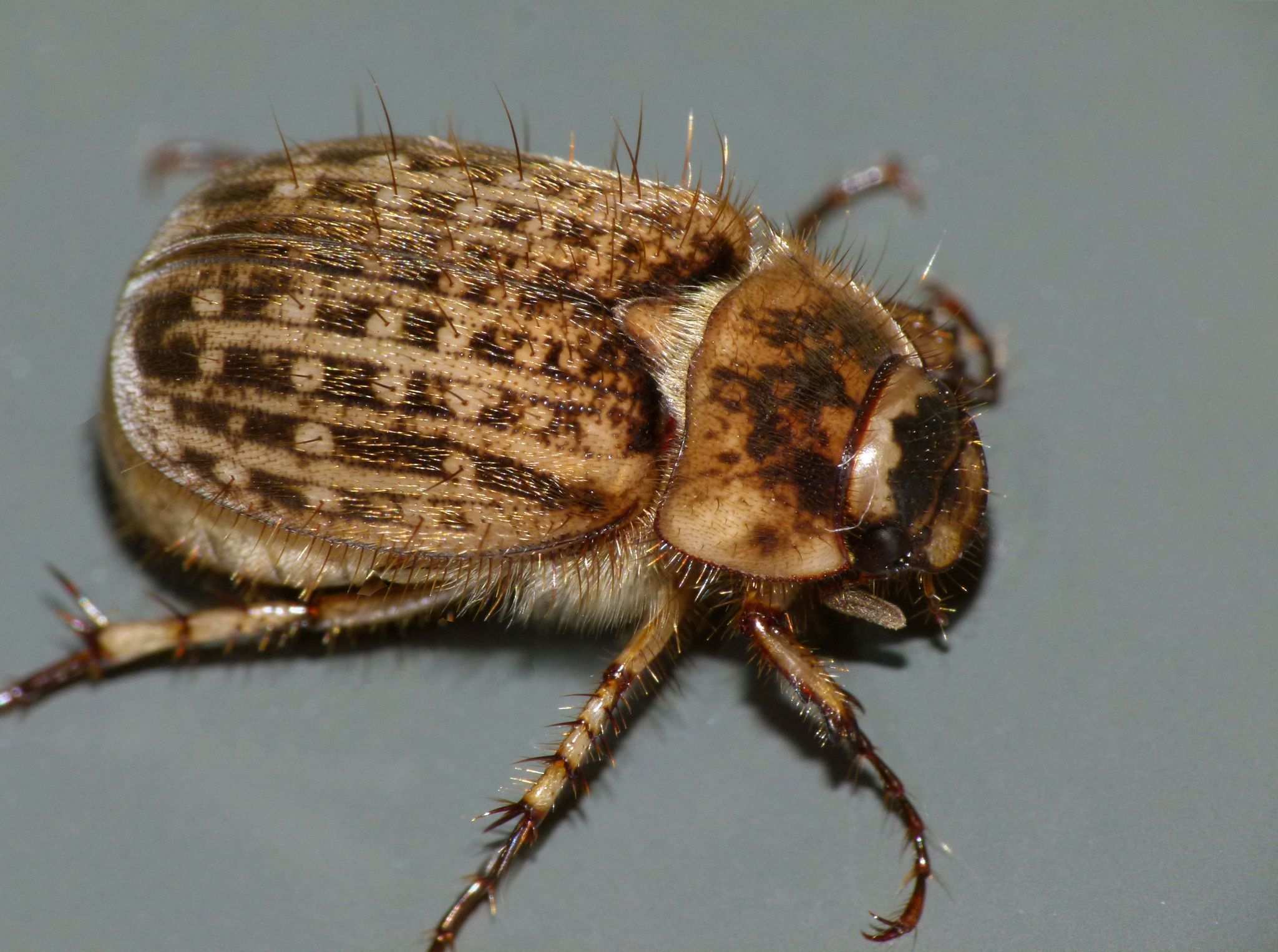 Odontria striata