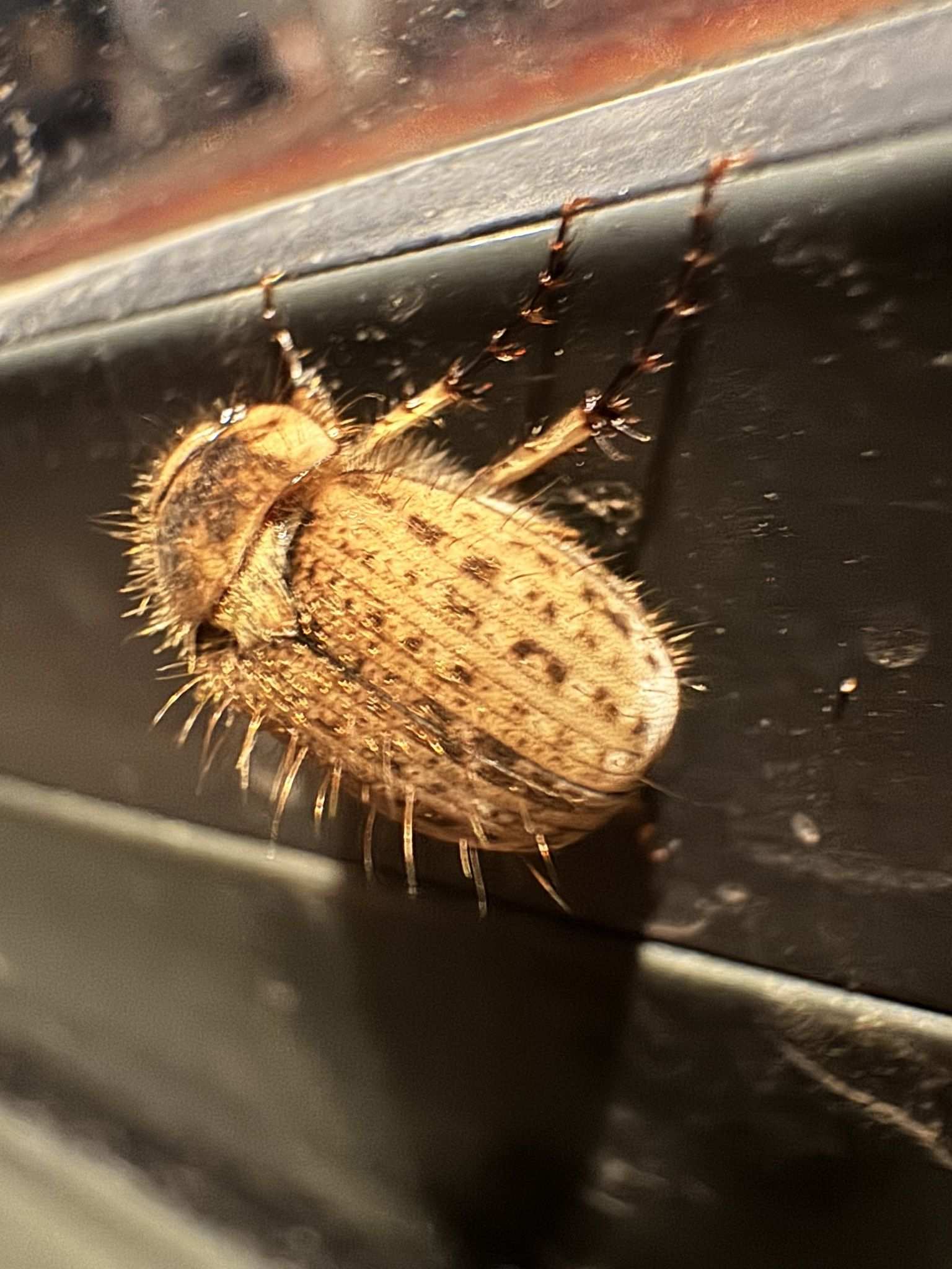 Odontria striata