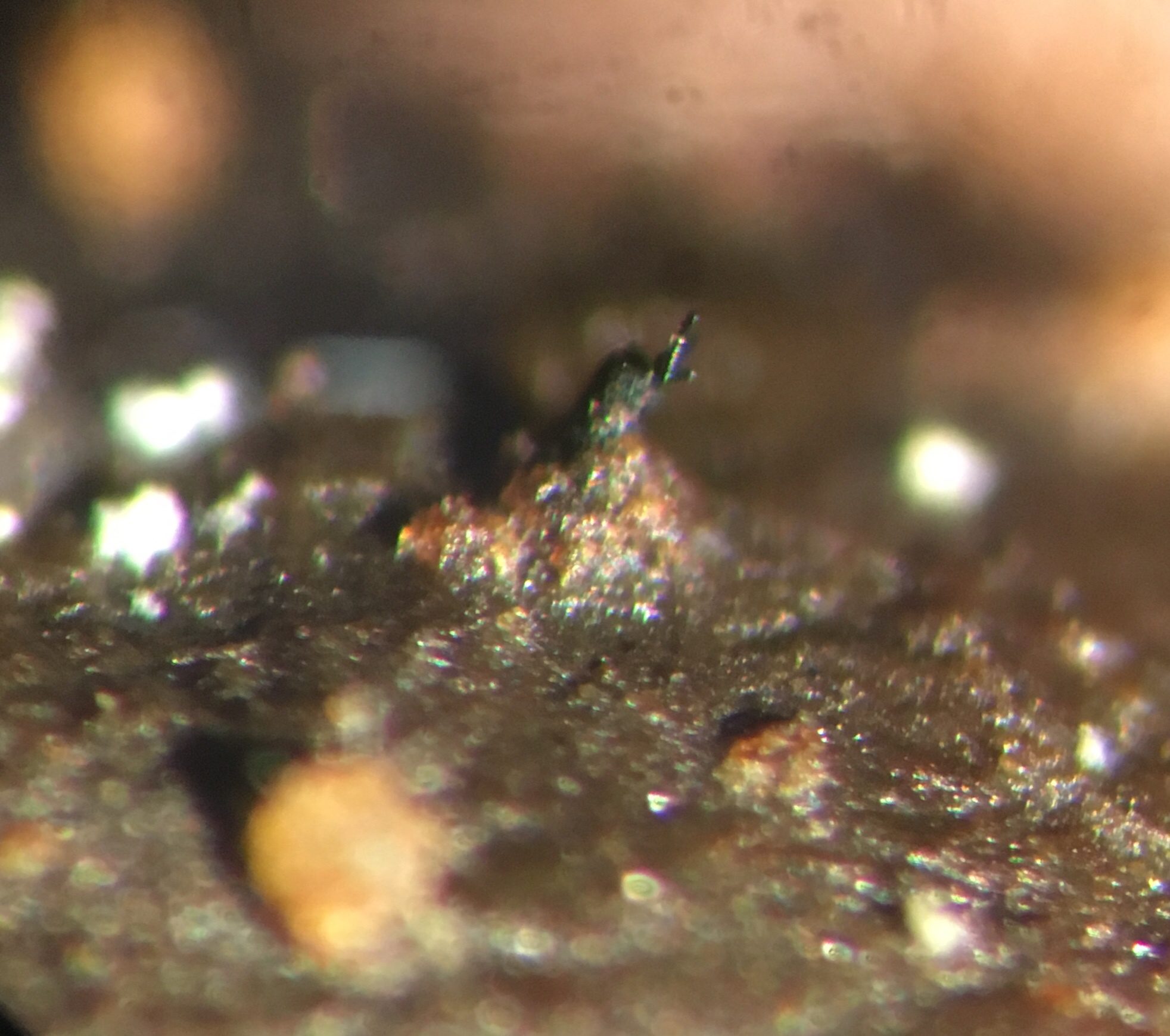 Sordaria fimicola
