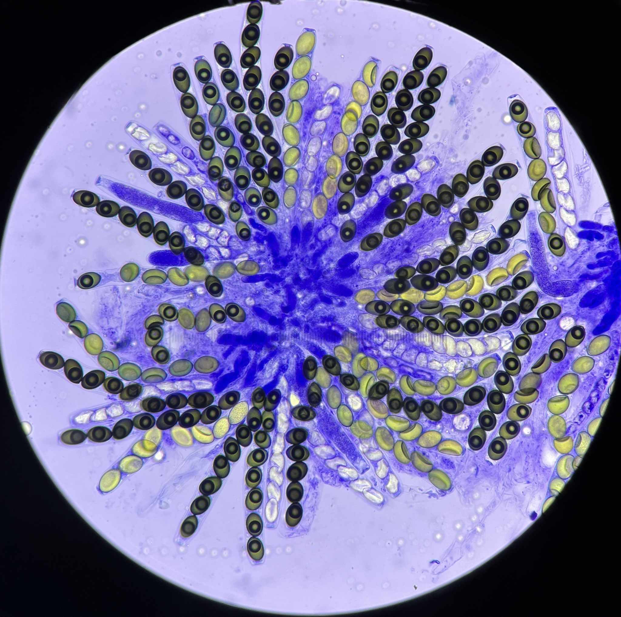 Sordaria fimicola